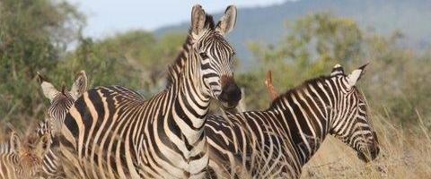 LUMO Tsavo West LUMO Tsavo West